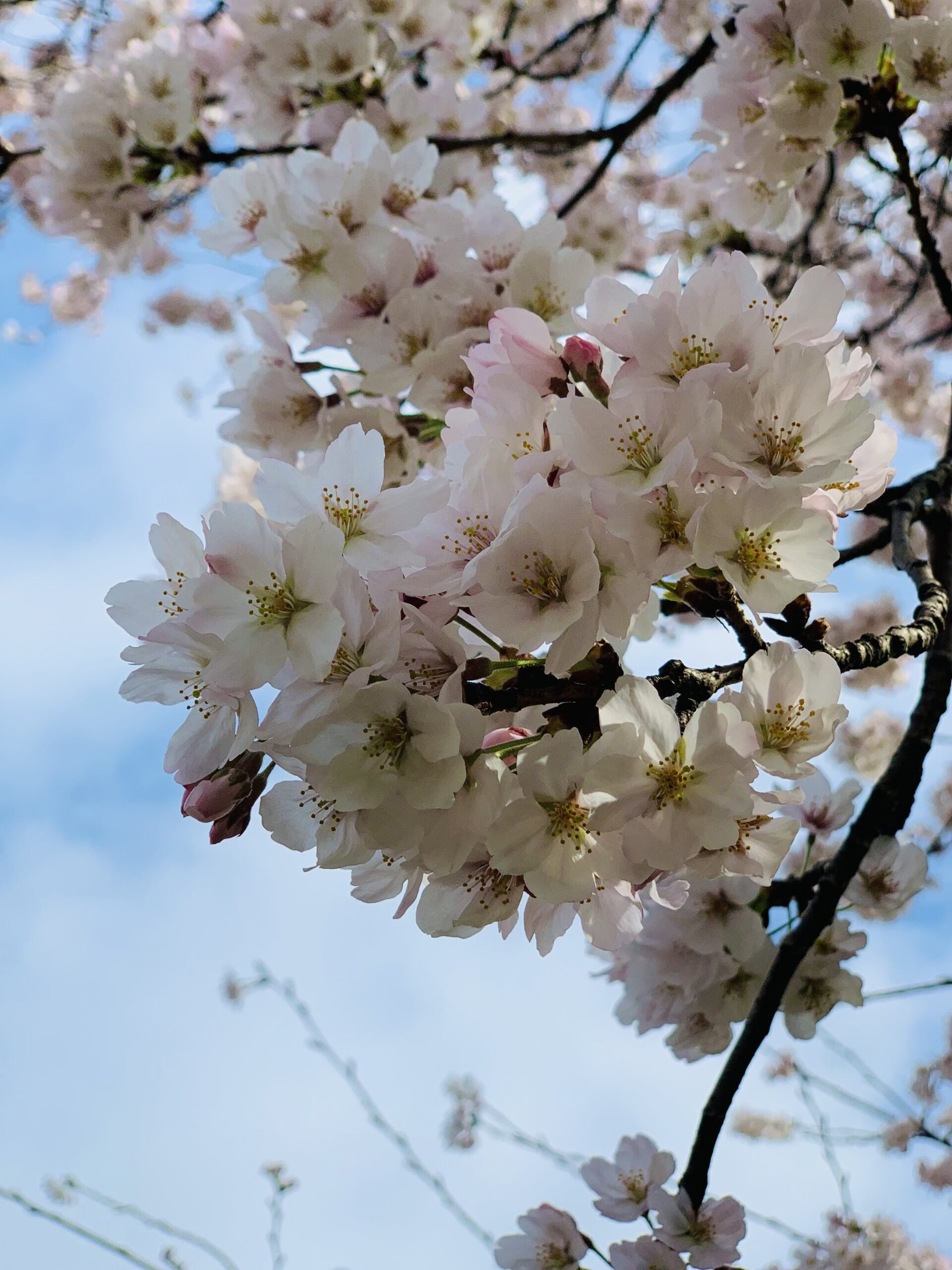 子ども未来通信第19号　アートワークセラピストのアハハコラム