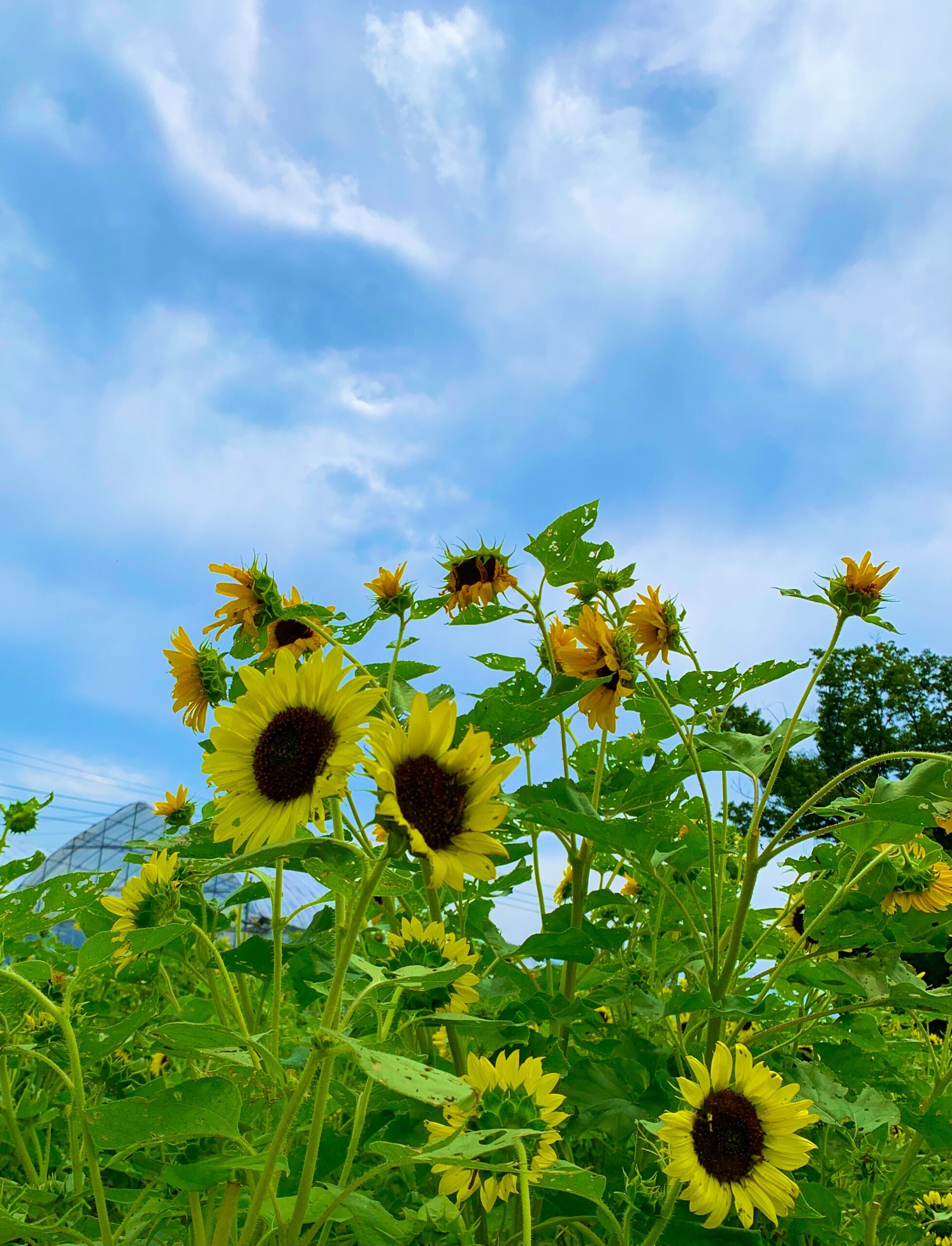 子ども未来通信第29号　アートワークセラピストのアハハコラム