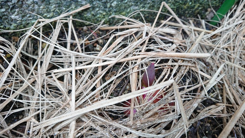 子ども未来通信第37号　モーリーの森