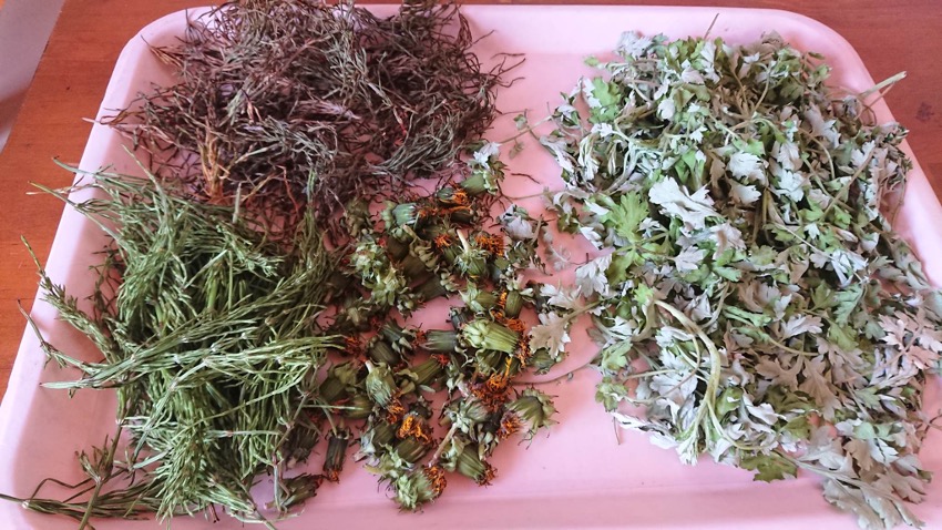 子ども未来通信第42号　モーリーの森