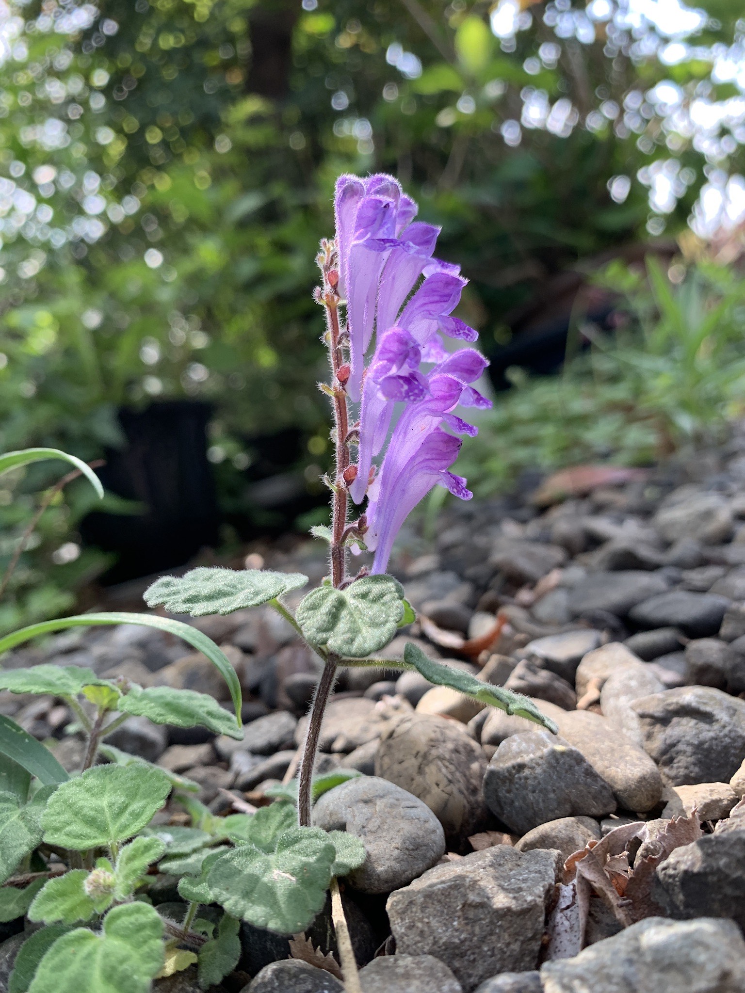 子ども未来通信第43号　アートセラピストのアハハコラム