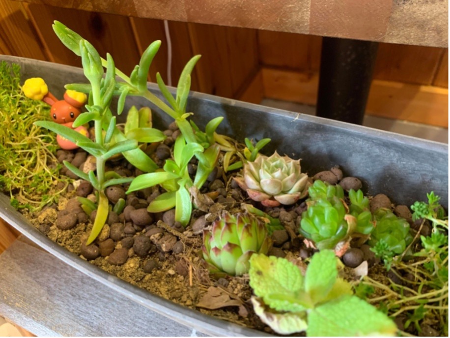 子ども未来通信第44号　モーリーの森